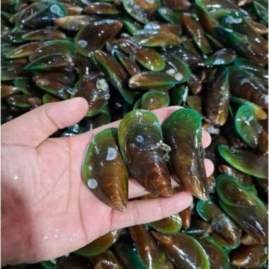 Kerang