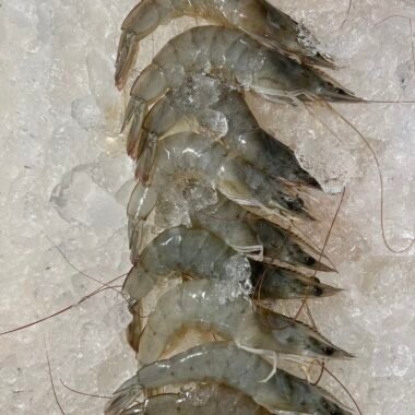 Udang