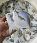 Ikan Bawal Putih Besar