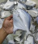 Ikan Bawal Putih Besar