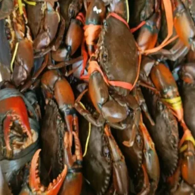 Kepiting dan Lobster