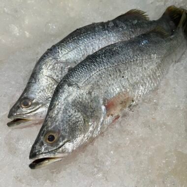 Ikan Laut